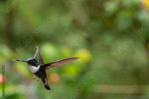 Colibri dans une jungle