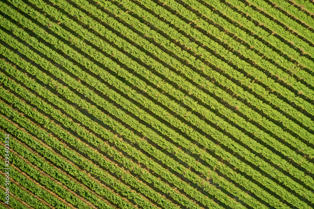 Aerial photography with drone. Grape plantation top view, Italy. Aerial photography with drone. Grape plantation top view, Italy.