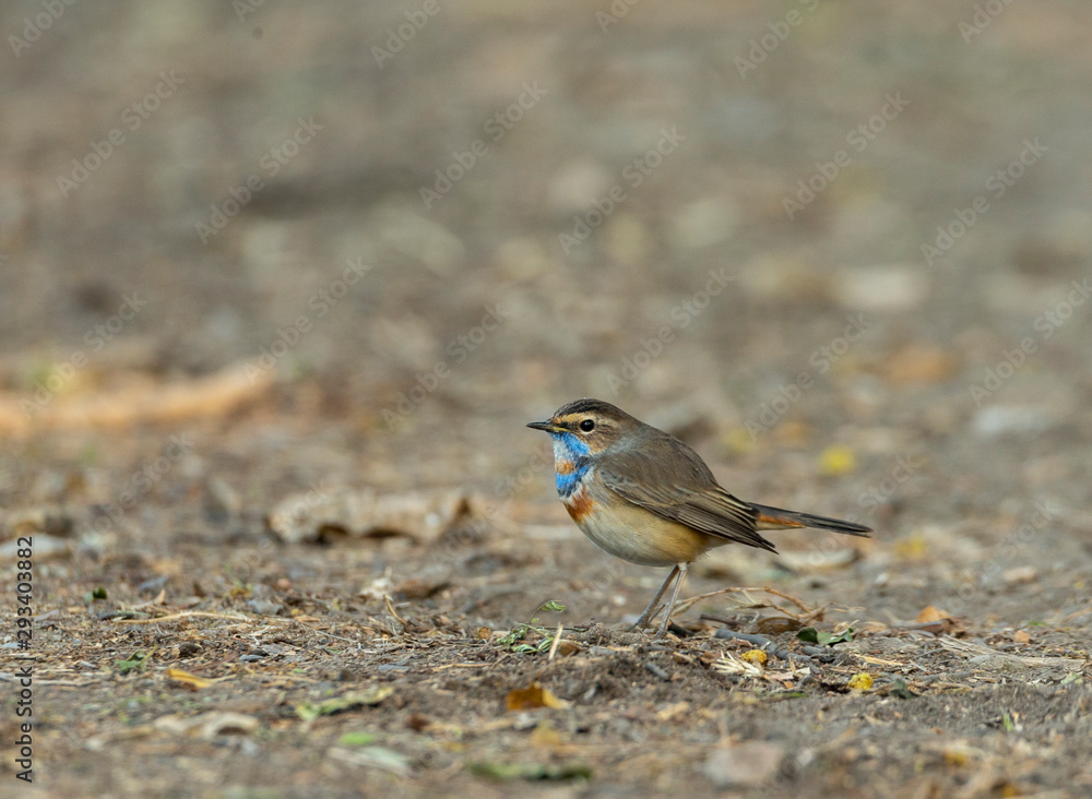 Bluethroat Bird seen at Bharatpur,Rajasthan,India Bluethroat Bird seen at Bharatpur,Rajasthan,India
