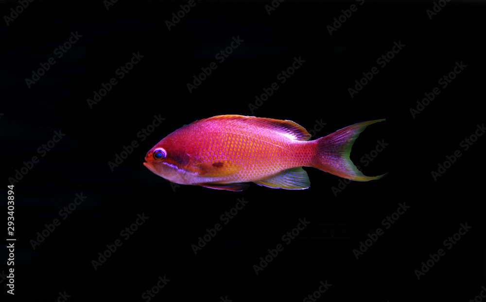 Obraz premium Lyretail Male Anthias - (Pseudanthias squamipinnis) 