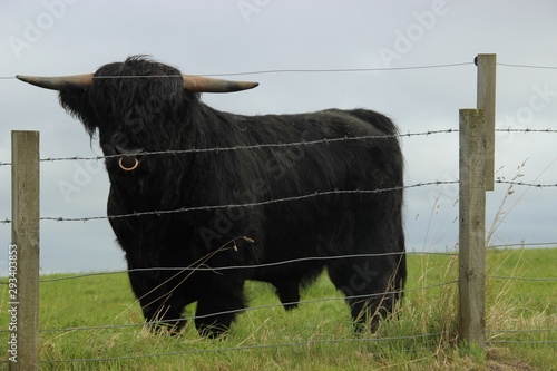 Rind auf Feld