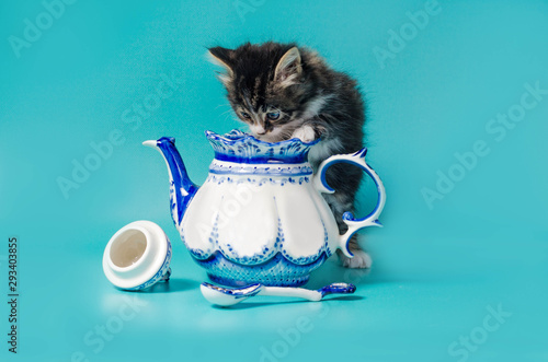 tabby kitten peeks into a ceramic teapot on a turquoise background photo