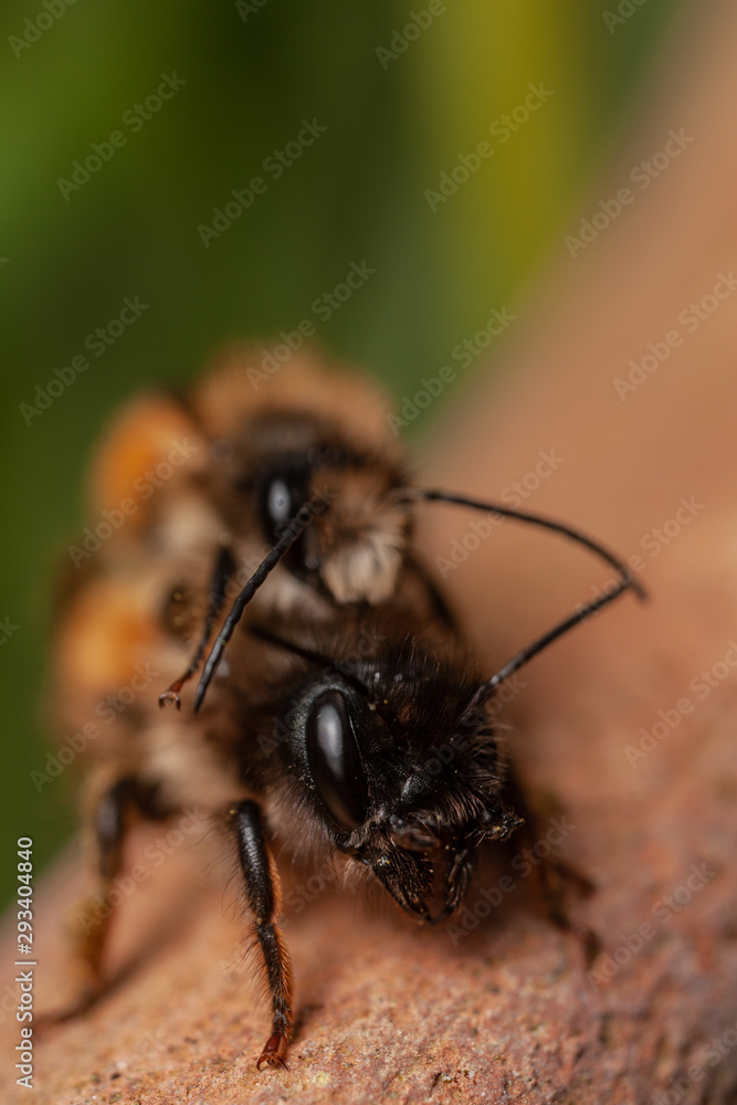 Fototapeta premium Red Mason bees mating