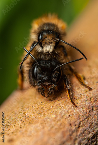 Red Mason bees mating