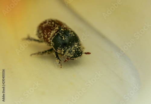 Aphodius species.....