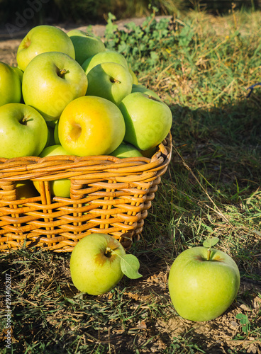 Green apples in full harvest in a basket in the countryside