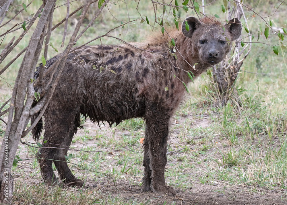 Fototapeta premium Muddy hyena