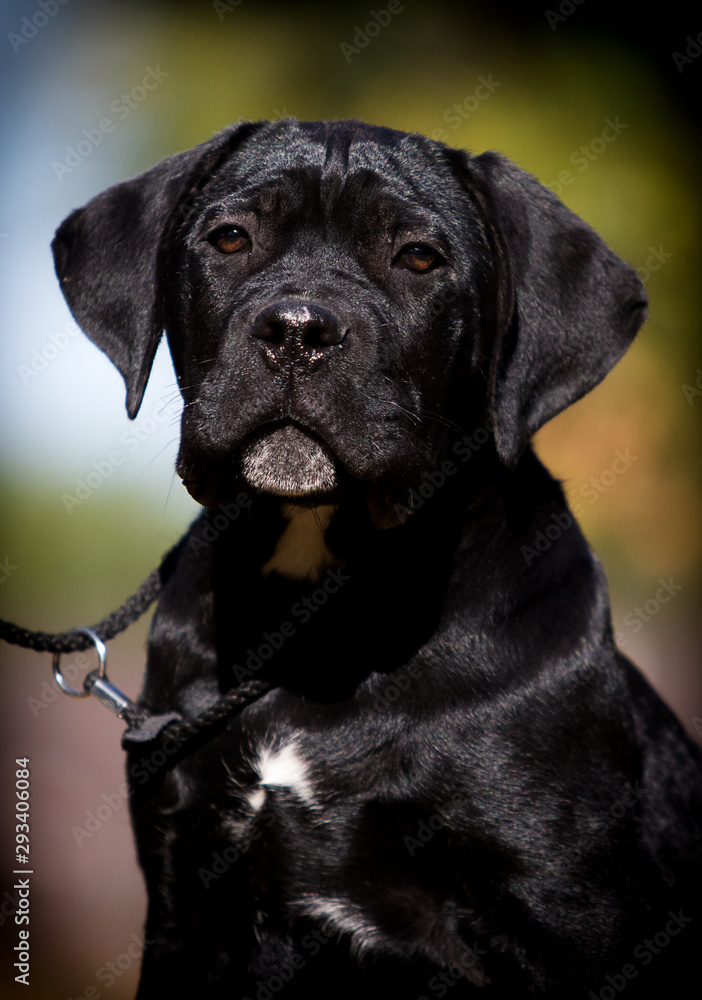 puppy on the grass in autumn, breed Cane Corso puppy on the grass in autumn, breed Cane Corso