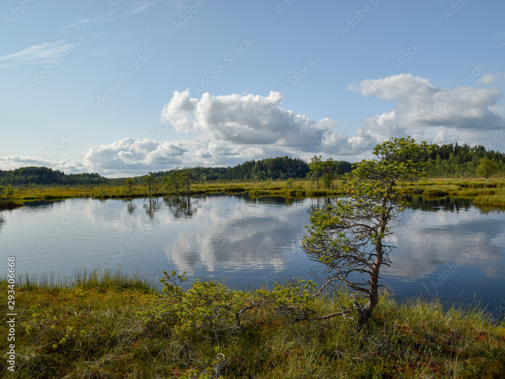 beautiful swamp lakes, swamp moss and grass, small swamp pines, beautiful cloud reflections in the water beautiful swamp lakes, swamp moss and grass, small swamp pines, beautiful cloud reflections in the water