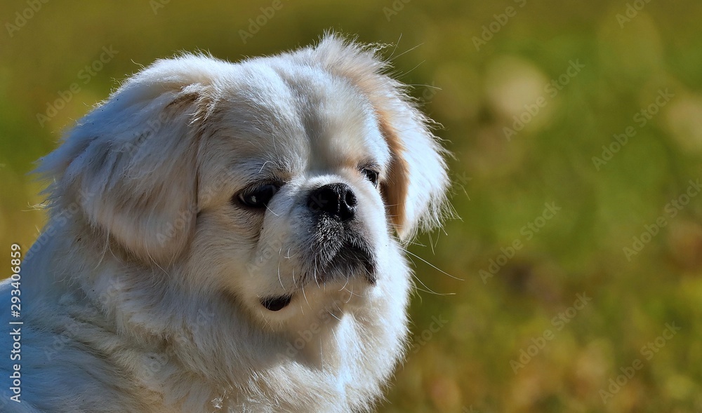 Pekingese comes from China and is undoubtedly one of the oldest dog breeds ever. He was bred only in the royal families and was of great value to them. Pekingese comes from China and is undoubtedly one of the oldest dog breeds ever. He was bred only in the royal families and was of great value to them.