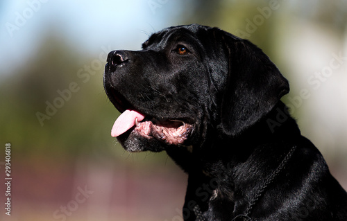 Cane Corso dog portrait