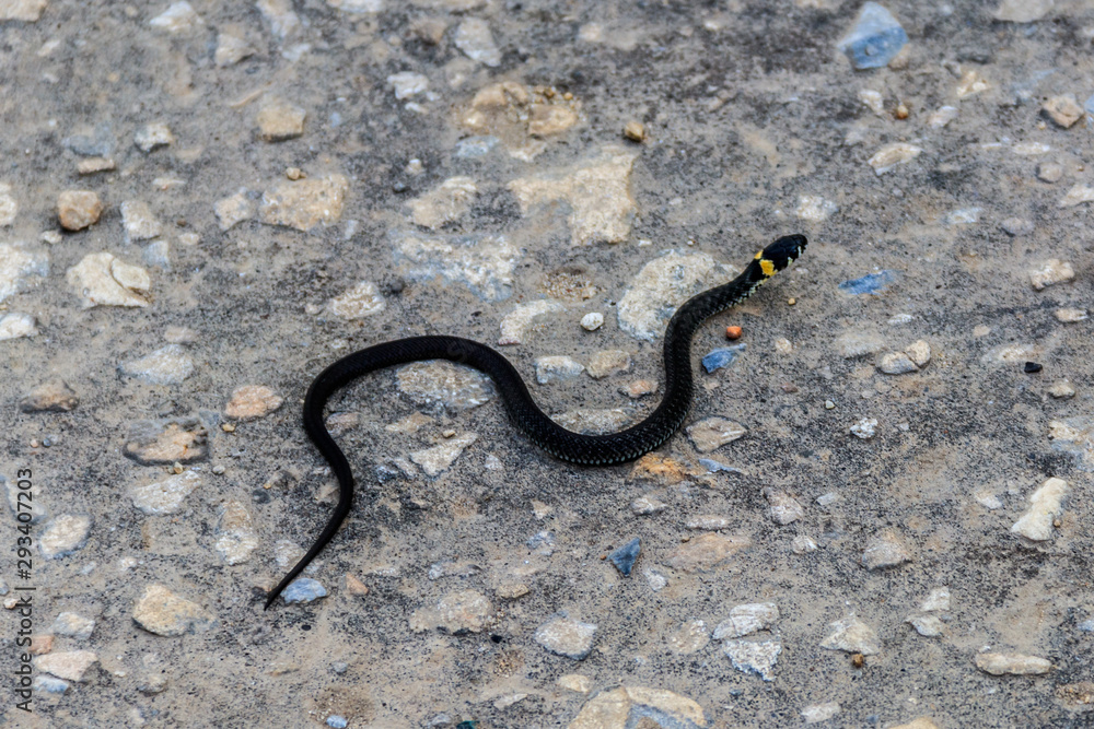 Fototapeta premium Small Grass Snake (Natrix Natrix) on asphalt road