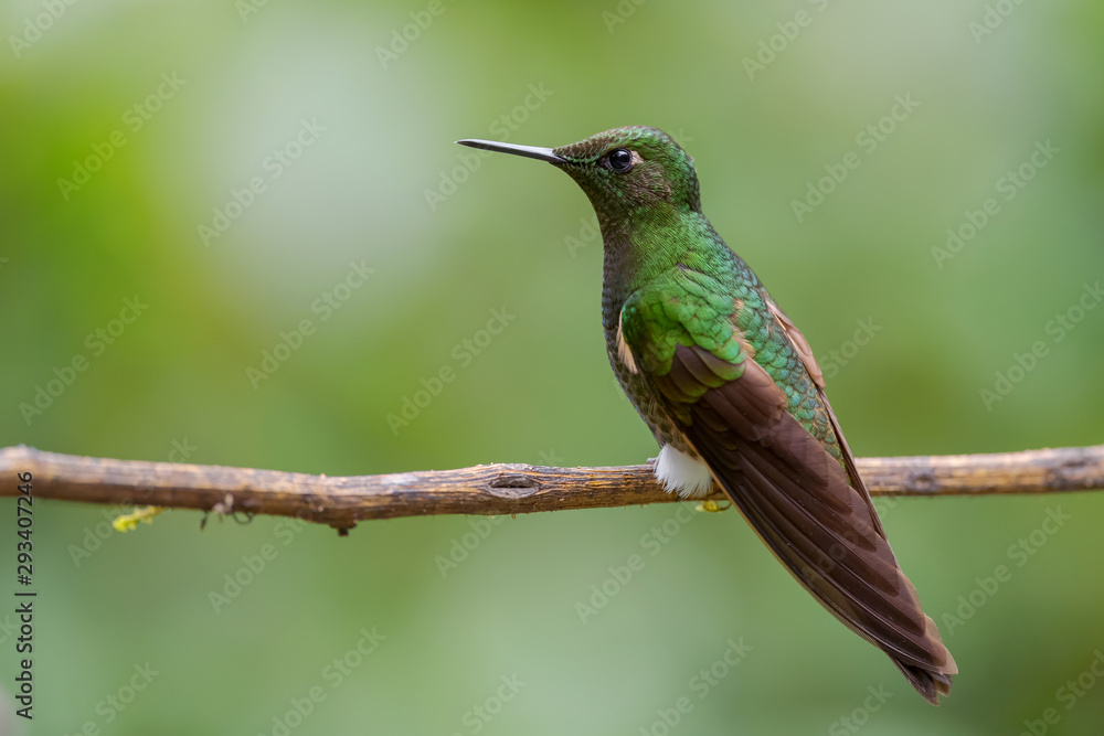 Fototapeta premium Glowing Puffleg - Eriocnemis vestita, beautiful shy hummingbird from Andean slopes of South America, Wild Sumaco, Ecuador.