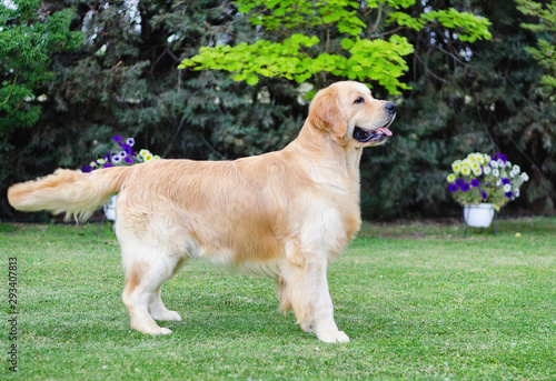 Adult Golden Retriever posing in the garden