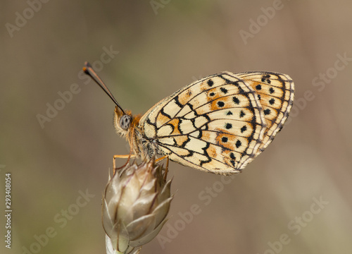 Brenthis hecate Twin Spot Fritillary beautiful mountain butterfly photographed still sleeping at sunrise