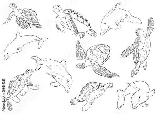 Illustration set of swimming dolphins and turtle with isolated on background