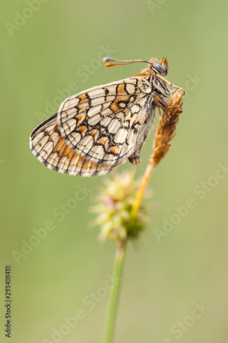 Melitaea cf parthenoides Meadow Fritillary beautiful butterfly photographed still sleeping in the dawn light photo
