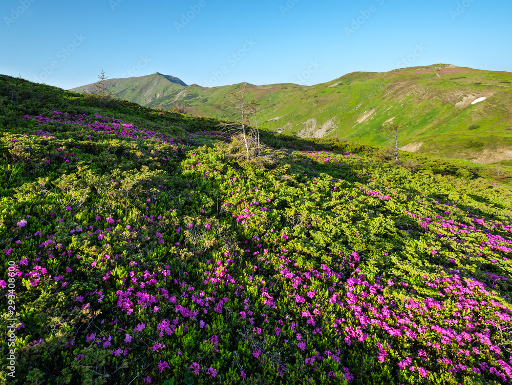 Obraz premium Pink rose rhododendron flowers on summer mountain slope