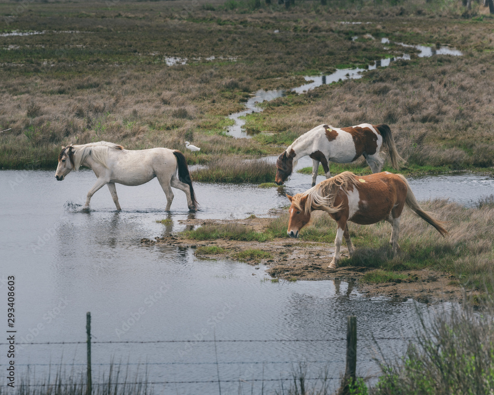 Wild horses