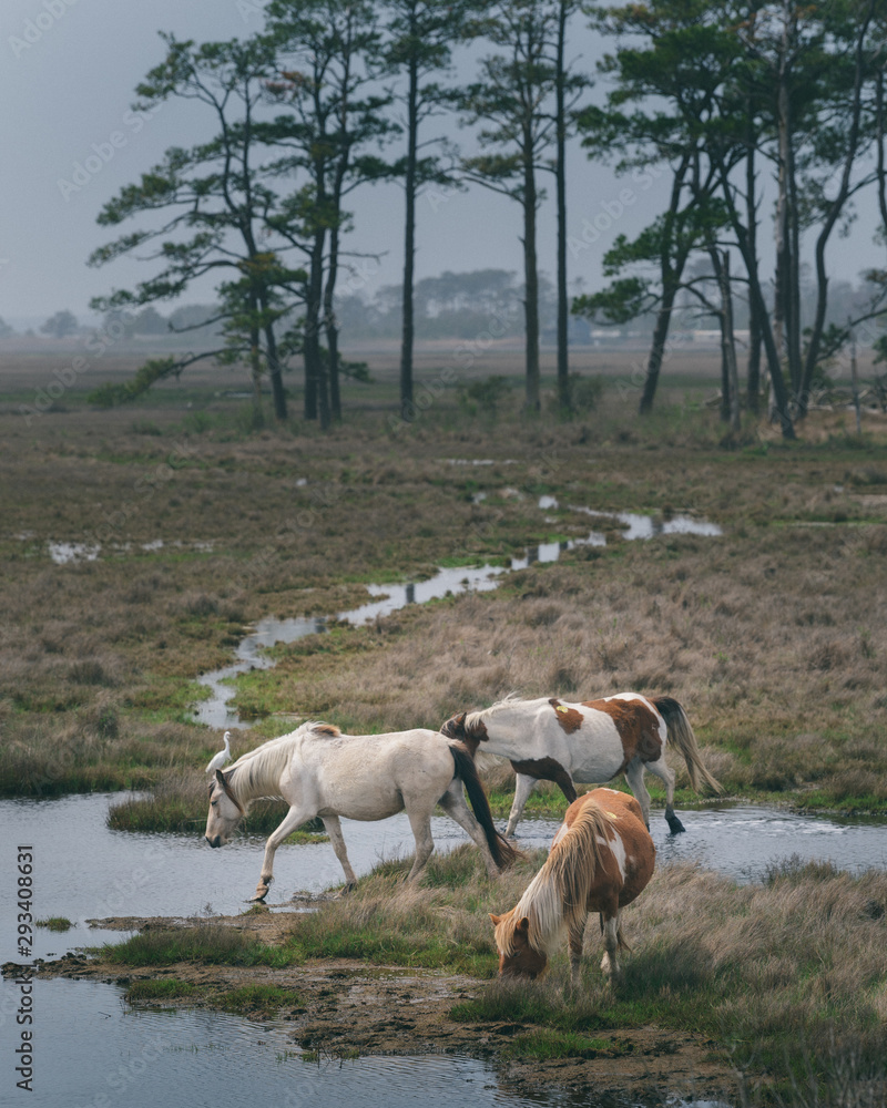 Wild horses