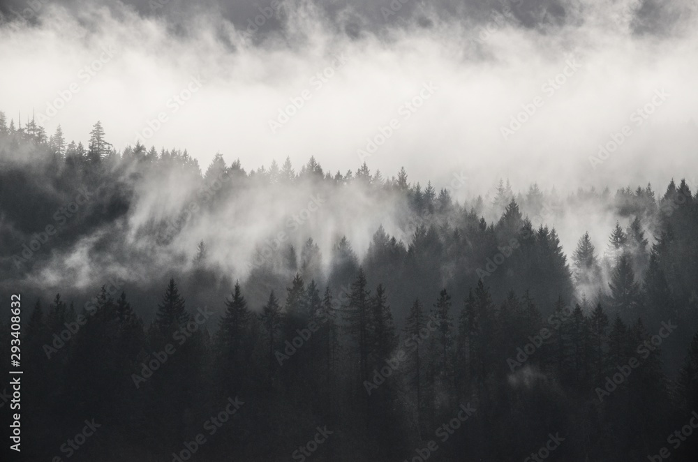 Beautiful shot of forested mountains in fog under a cloudy sky in black and white - obrazy, fototapety, plakaty 
