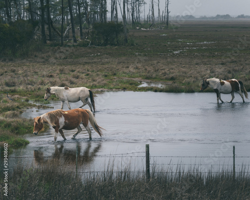 Wild horses