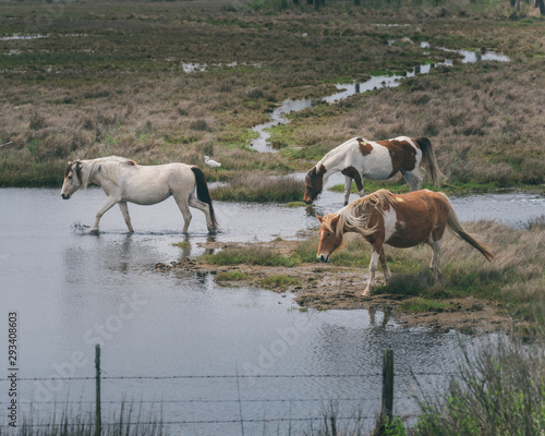 Obraz na płótnie Wild horses w salonie