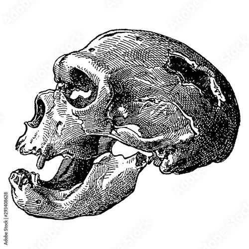 Vintage engraving of a sprehistoric skull