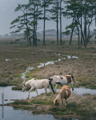 Wild horses