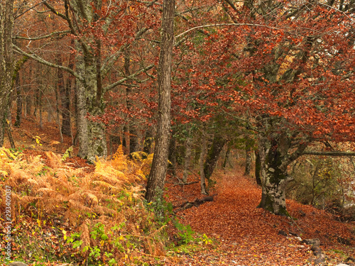 The path with beech leaves