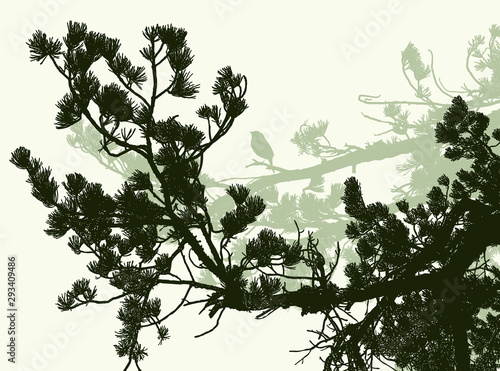 Vector illustration of silhouettes of branches of mediterranean pine tree