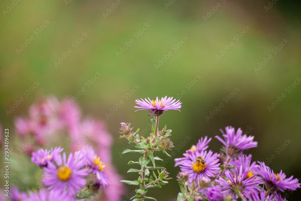 Fototapeta premium A closeup of a purple New England aster flower with a blurry green background.