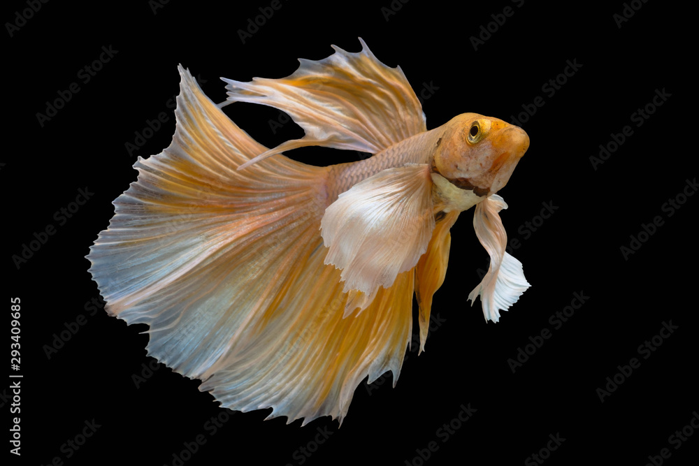 Yellow betta fish, Siamese fighting fish, betta splendens (Halfmoon betta, Pla-kad (biting fish) isolated on black background. Yellow betta fish, Siamese fighting fish, betta splendens (Halfmoon betta, Pla-kad (biting fish) isolated on black background.