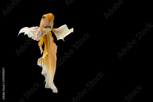 Fototapeta Naklejka Na Ścianę i Meble -  Yellow betta fish, Siamese fighting fish, betta splendens (Halfmoon betta, Pla-kad (biting fish) isolated on black background. File contains a clipping path.