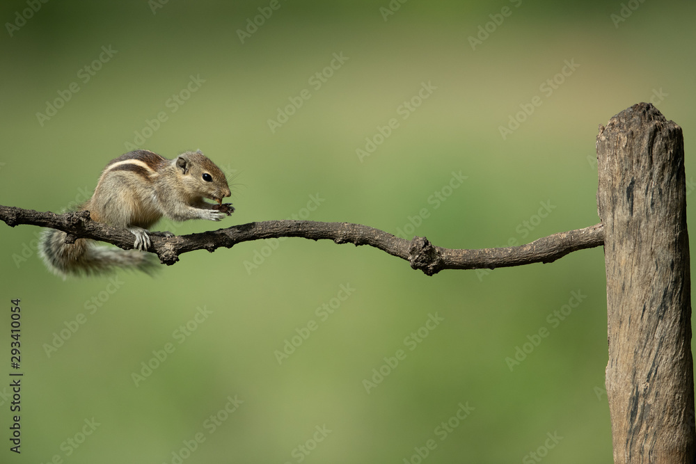 Squirrel Squirrel