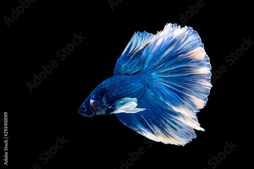 Blue betta fish, Siamese fighting fish, betta splendens (Halfmoon betta, Pla-kad (biting fish) isolated on black background.