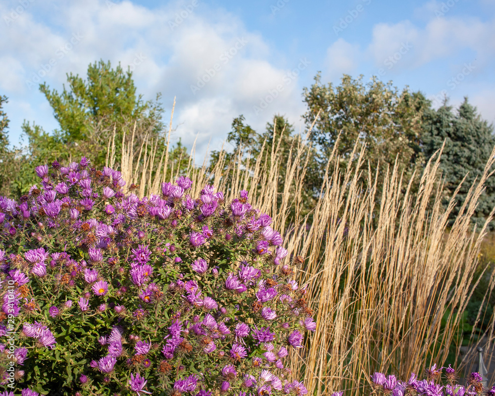 Purple New England asters with feather reed grass, trees, and a blue sky with white clouds in the background.