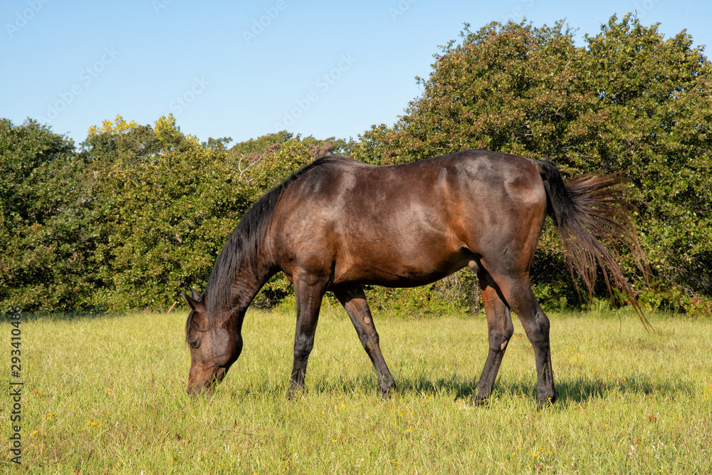 Dark bay Arabian horse grazing in a sunny fall pasture Dark bay Arabian horse grazing in a sunny fall pasture