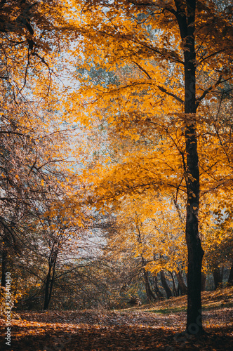 Autumn forest landscape with colorful trees in the park. Golden trees, the ground is strewn with leaves, gloomy sky. The concept of the onset of autumn.