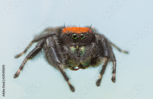 Beautiful male Phidippus apacheanus jumping spider on light blue background