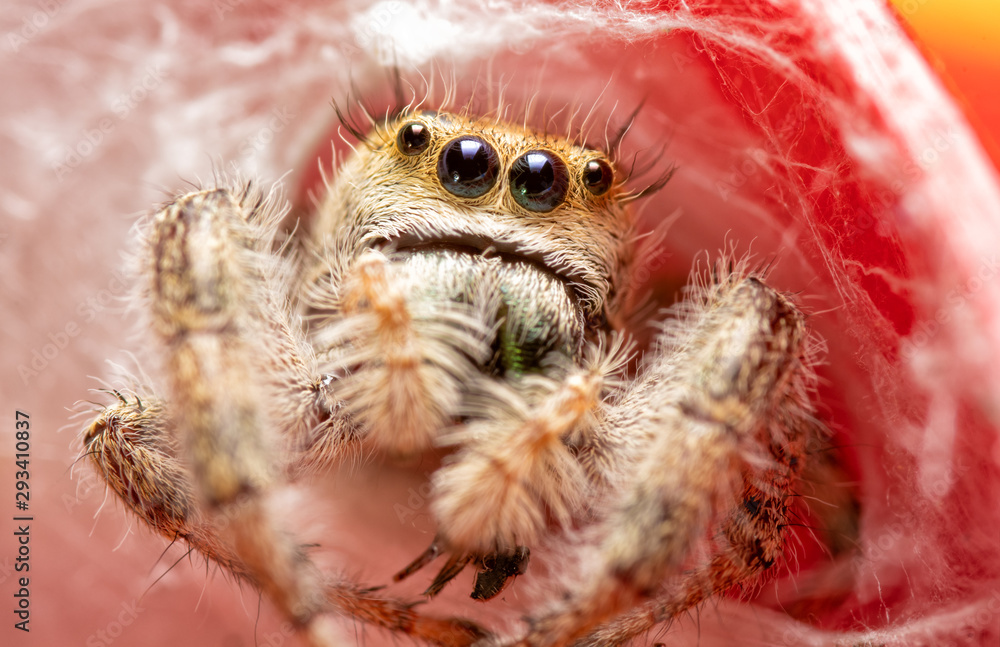 Fototapeta premium Extreme closeup of a beautiful adult female Phidippus clarus jumping spider peeking out of her silken nest on top of a red rain gauge
