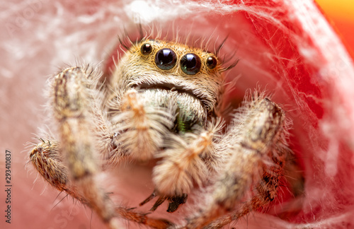 Extreme closeup of a beautiful adult female Phidippus clarus jumping spider peeking out of her silken nest on top of a red rain gauge © pimmimemom