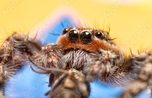 Extreme closeup of a male Tan Jumping Spider's rusty brown and white haired face while he is eating a fly