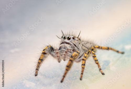 Three-quarter front view of a female Phidippus mystaceus jumping spider looking up