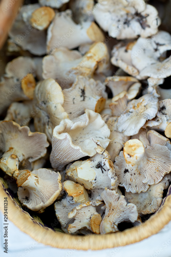 White Montana Chantrelles White Montana Chantrelles