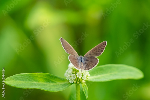 Wallpaper Mural Butterfly on flower Torontodigital.ca