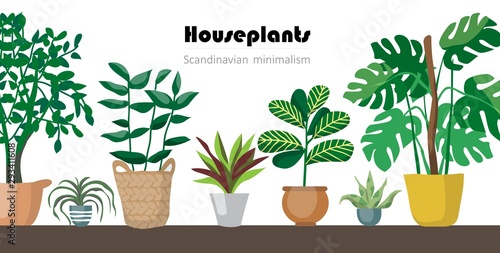 Collection of decorative houseplants isolated on white background. Bundle of trendy plants growing in pots or planters. Set of beautiful natural home decorations. Flat colorful vector illustration.