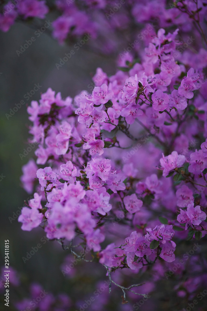 blooming rosemary in the Altai mountains