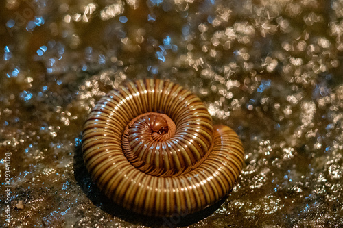Spiral Centipedes