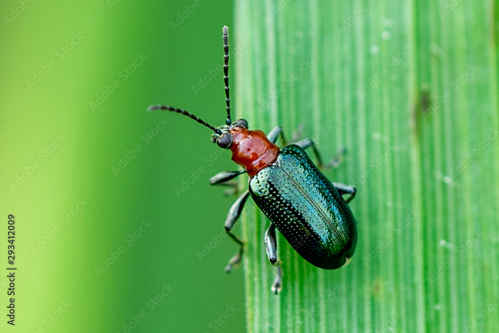 beetle on leaf - obrazy, fototapety, plakaty 